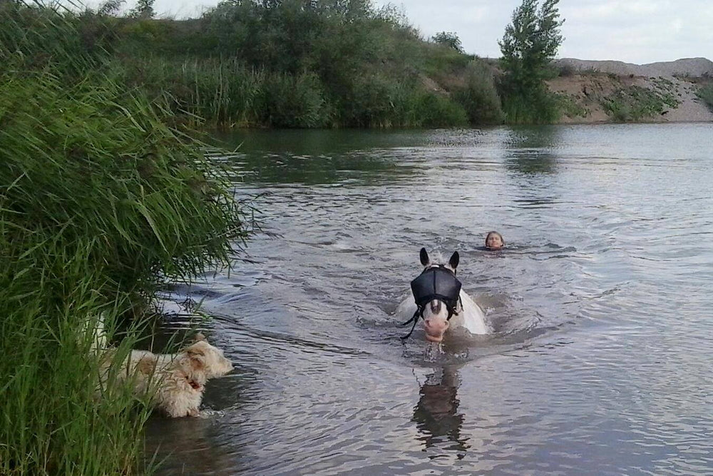 Horse Swimming with the Recovery Vizor