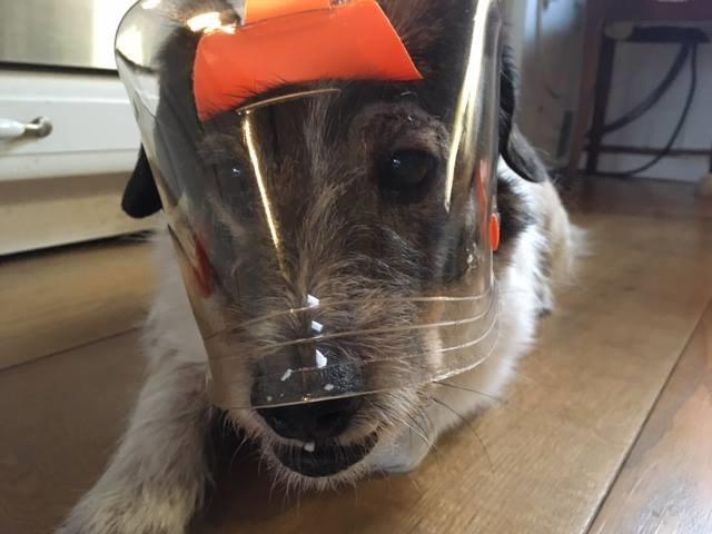 OptiVizor - Medical eye and face protection for dogs and cats