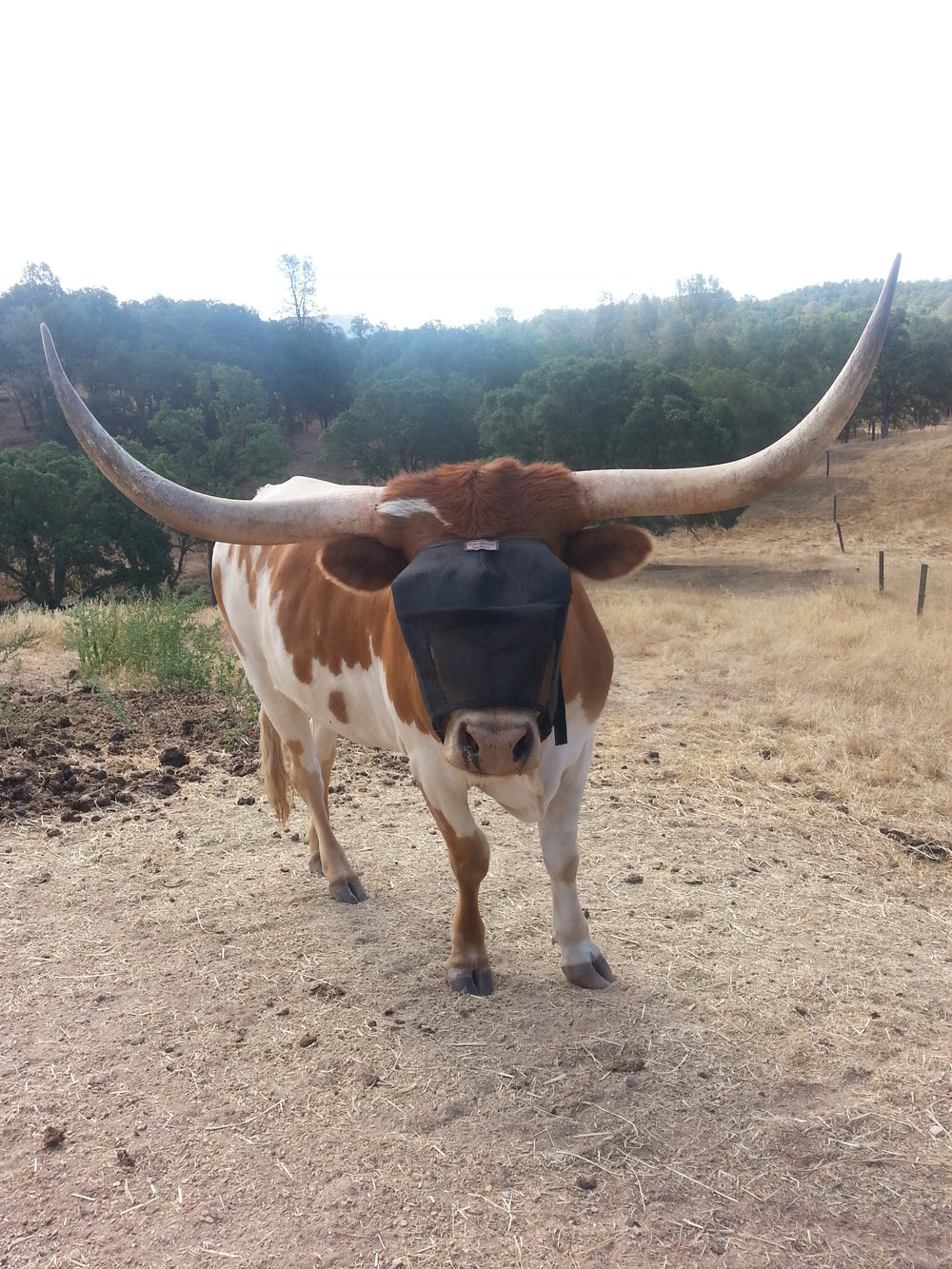 Rusty the longhorn steer wearing the EquiVizor Fly Mask