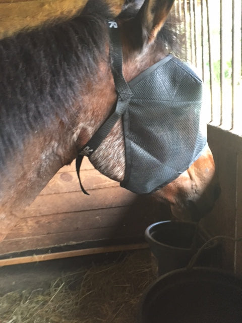 EquiVizor Fly Mask - Protective Pet Solutions