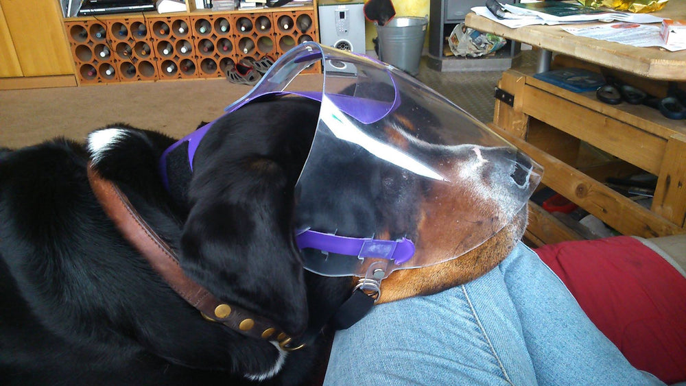 OptiVizor - UV eye and face protection for Bernese mountain dogs