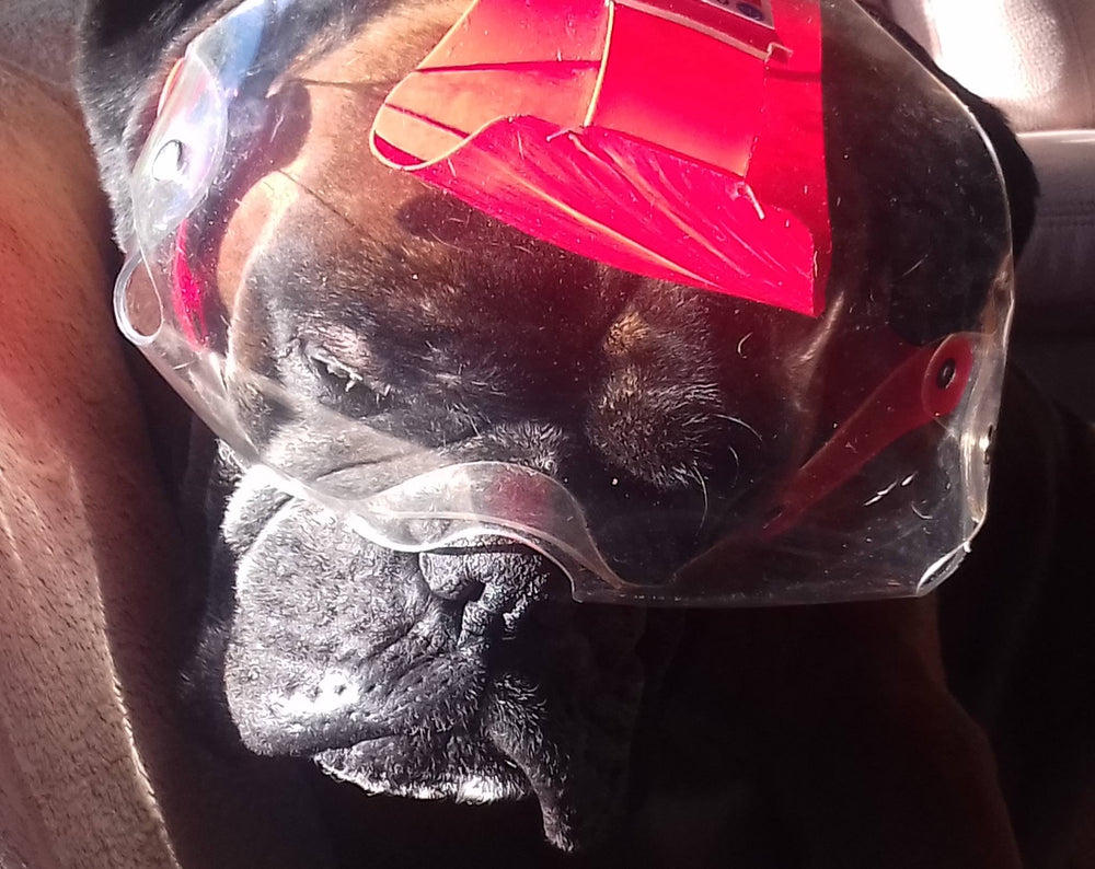 OptiVizor for Short Snout Dogs - Medical UV eye protection for boxers