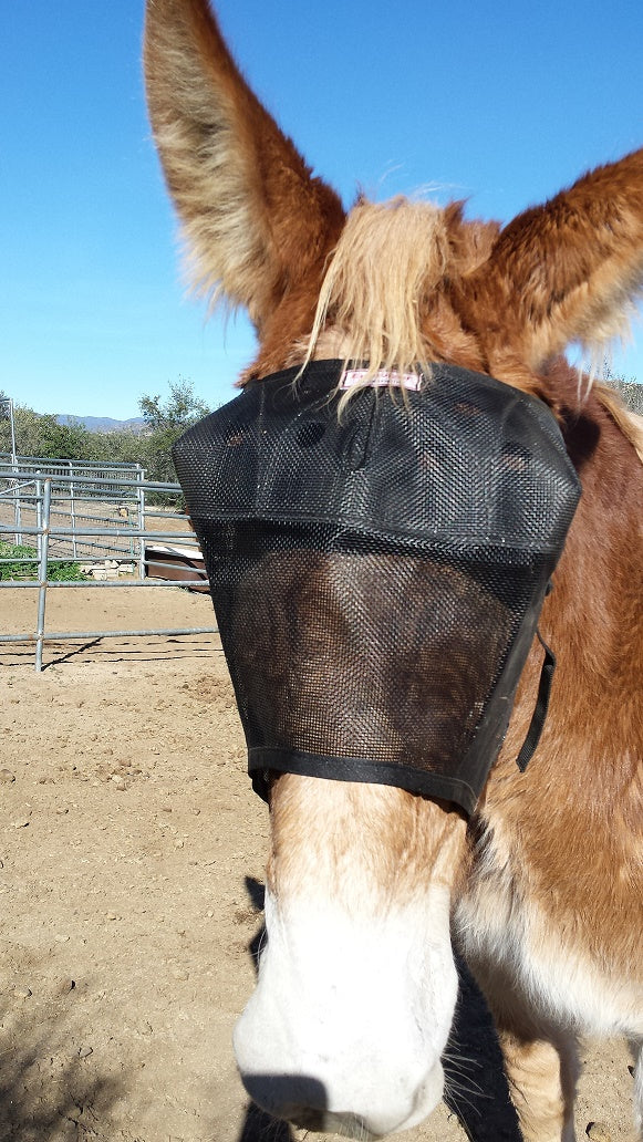 Donkey in EquiVizor Fly Mask - Protective Pet Solutions