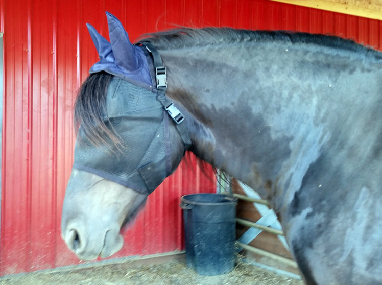 Freshen horse in EquiVizor Fly Mask - Protective Pet Solutions 