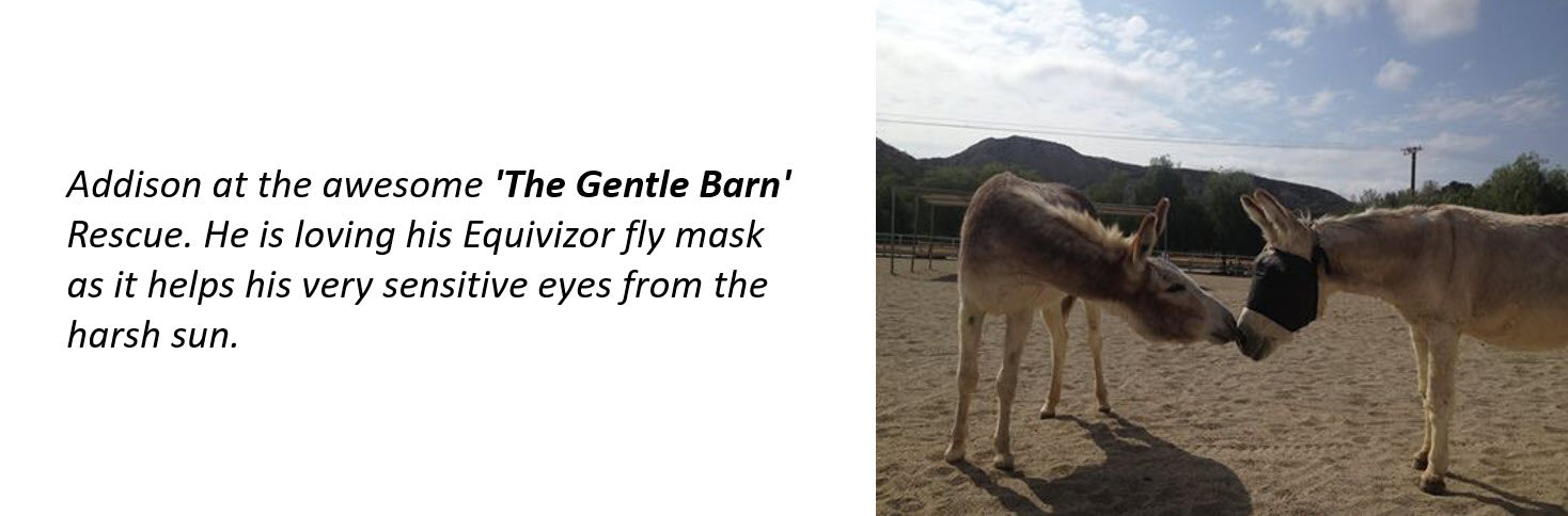 Gentle Barn uses the EquiVizor Fly Mask - Protective Pet Solutions