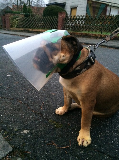 NovaGuard Recovery Collar - Size Medium - Protective Pet Solutions