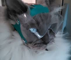 OptiVizor Eye Protection for Cats