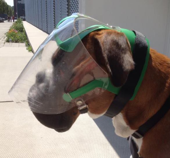 OptiVizor - UV Eye and Face Protection for Boxers and Blind Dogs