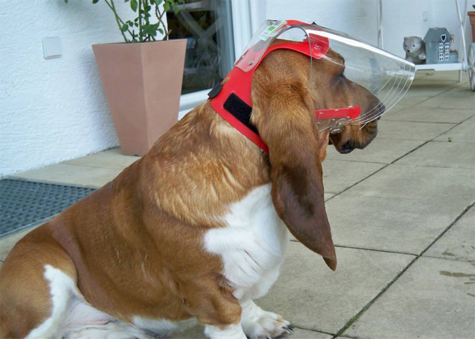 OptiVizor - UV eye and face protection for basset hounds