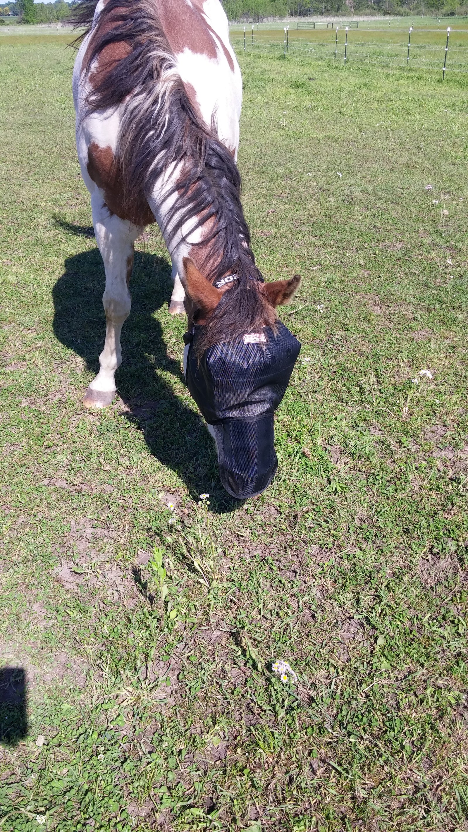 EquiVizor Fly Mask with Nose Protection - Protective Pet Solutions
