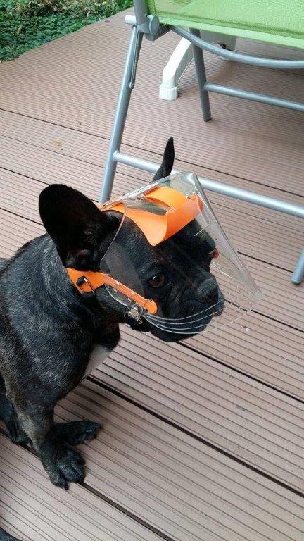 OptiVizor UV Eye Protection for dogs and cats