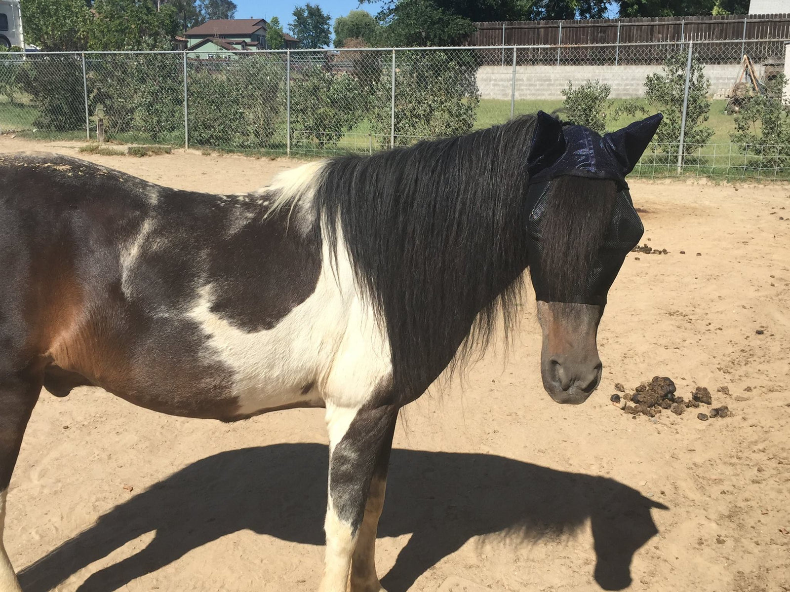 EquiVizor Fly Mask - Protective Pet Solutions