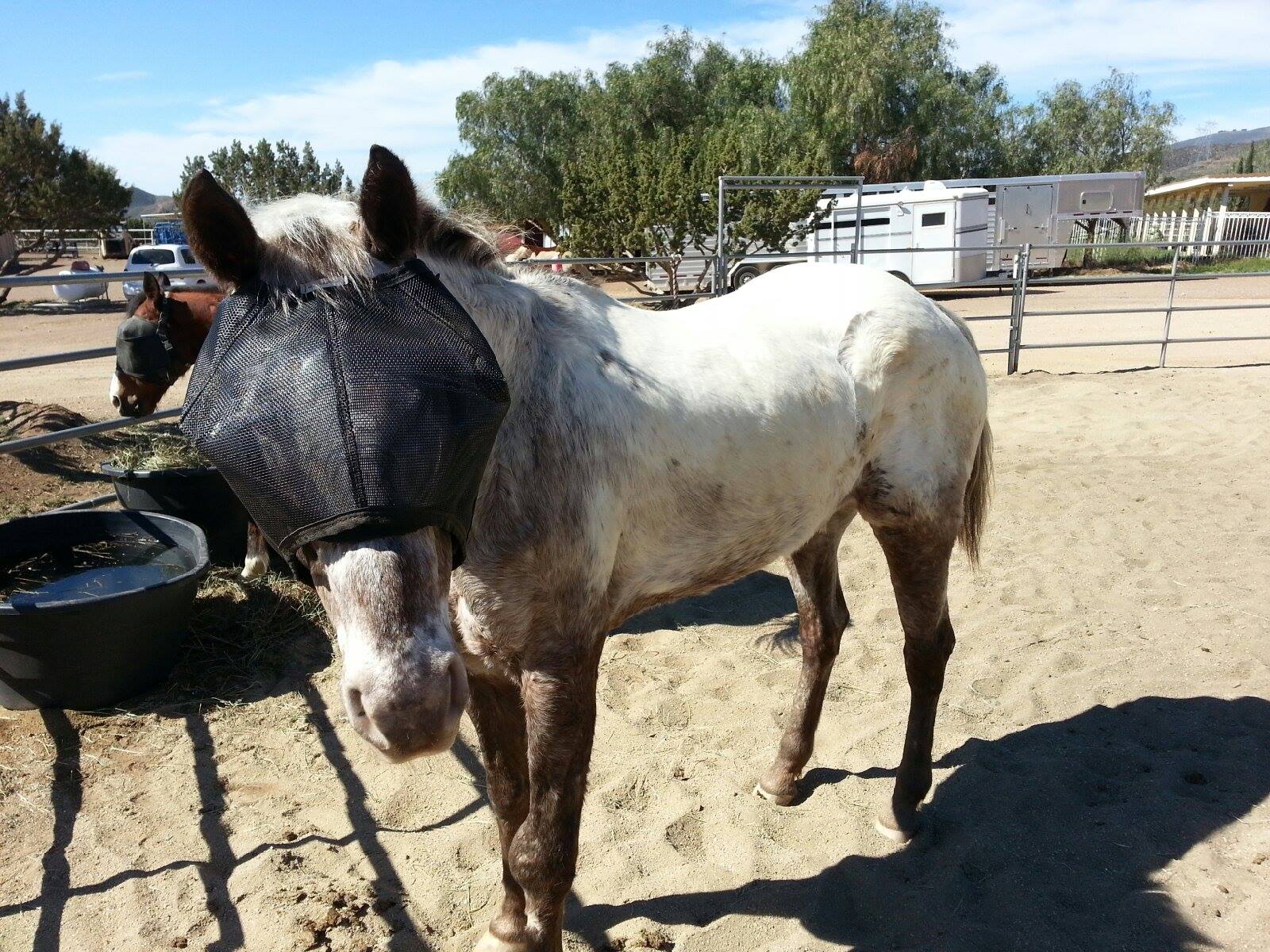 Recovery Vizor with Fly Mask Jacket