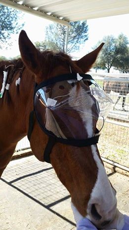 Recovery Vizor with Lavage System