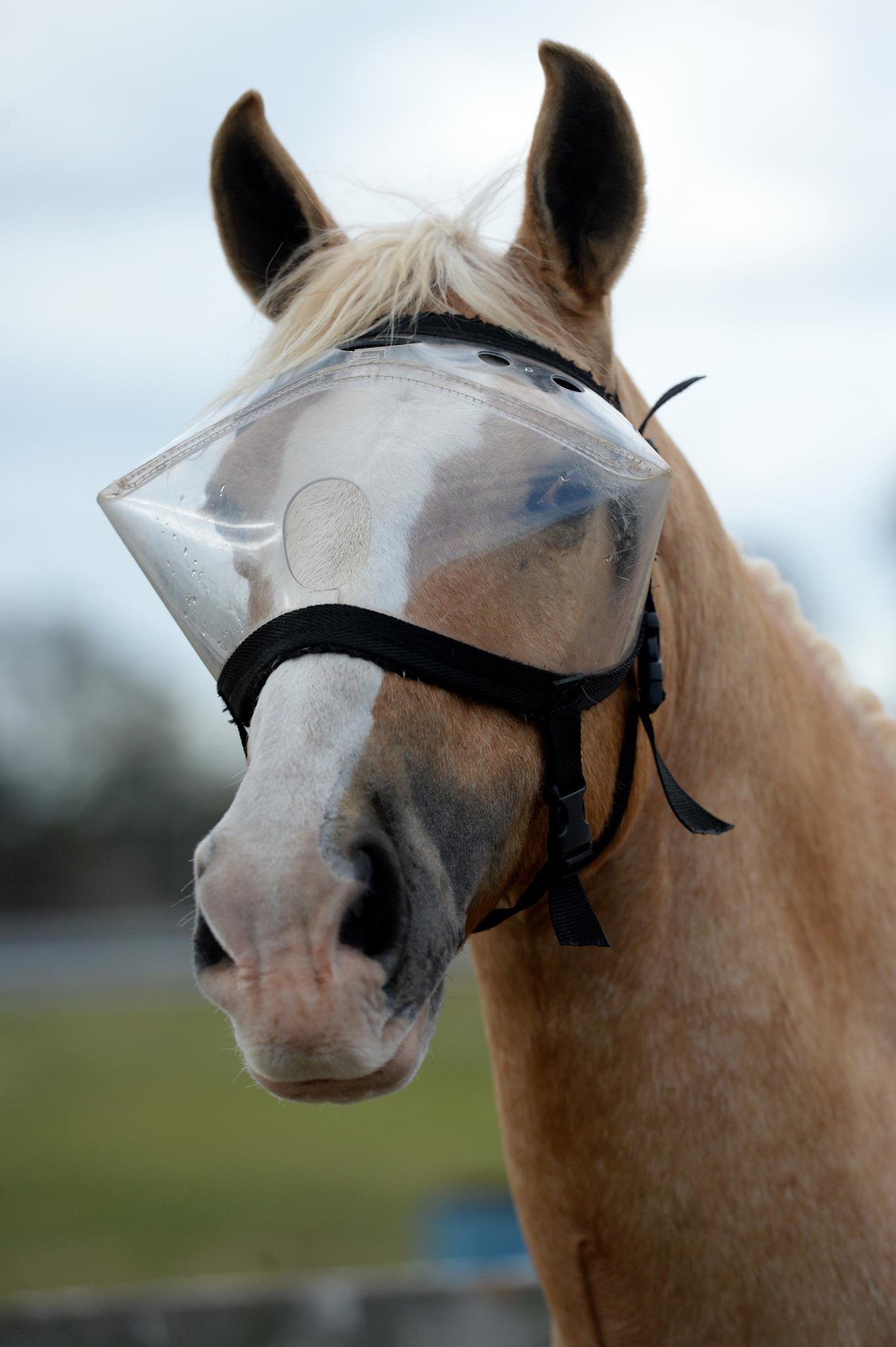 Recovery Vizor - Clear 92% UV Tint - Protective Pet Solutions