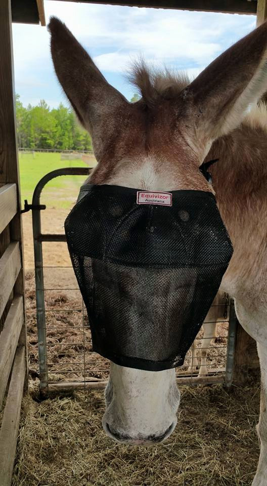 EquiVizor Fly Mask - Protective Pet Solutions
