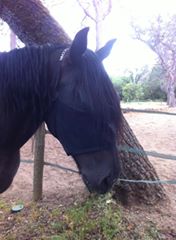 EquiVizor Fly Mask - Protective Pet Solutions