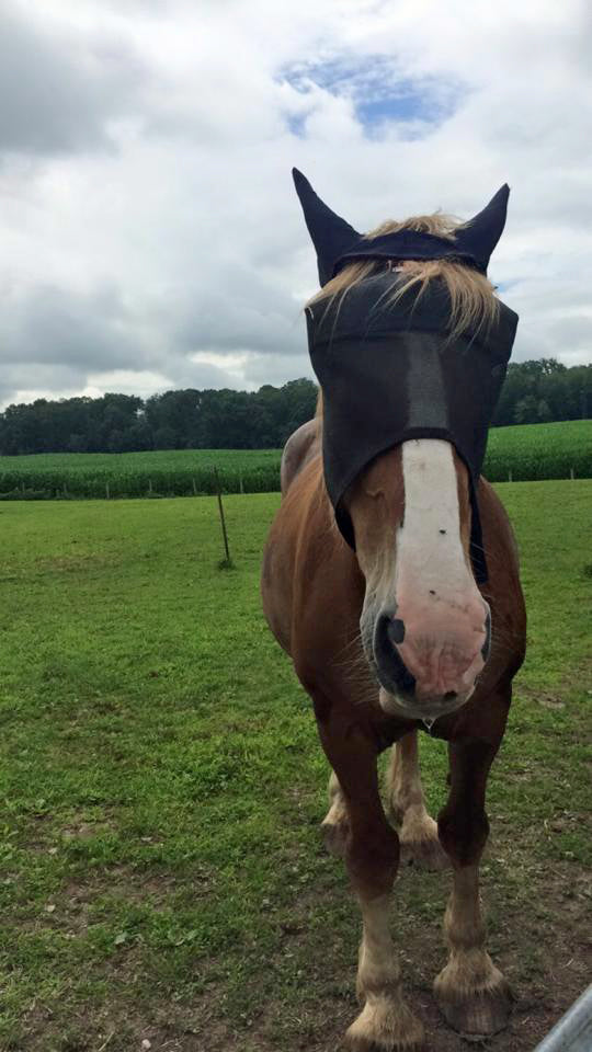 EquiVizor Fly Mask - Protective Pet Solutions