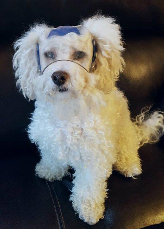 Mini OptiVizor UV Eye Protection for dogs and cats