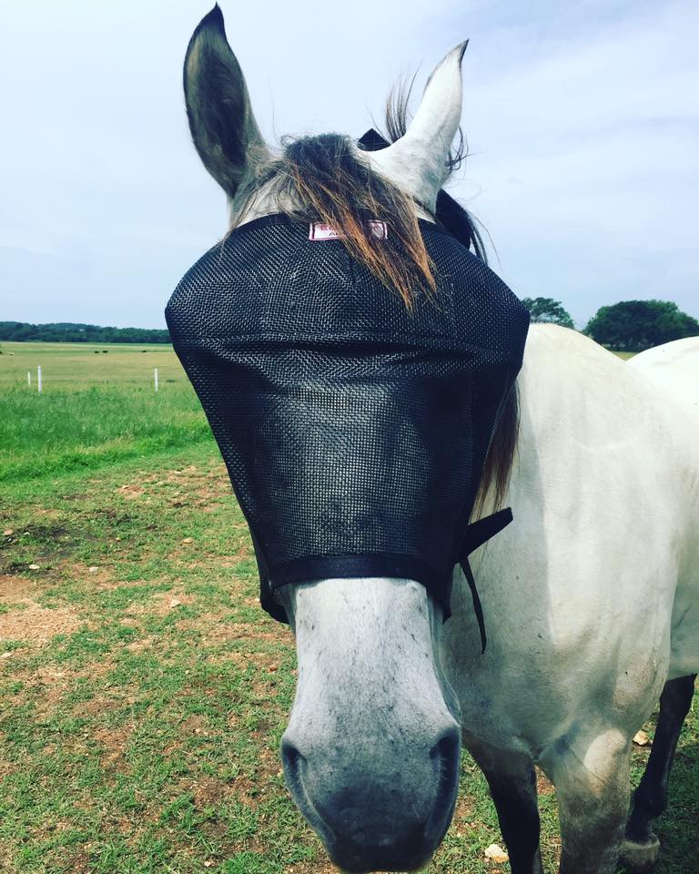 EquiVizor Fly Mask - Protective Pet Solutions