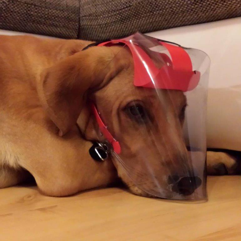 OptiVizor - Medical UV Eye Protection for Dogs and Cats