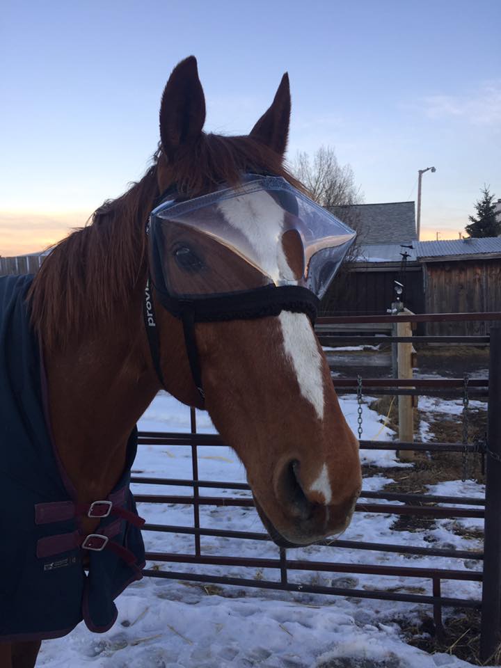 Recovery Vizor - Clear 92% UV Tint - Protective Pet Solutions