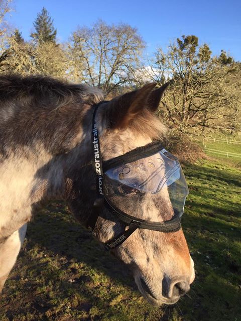 Recovery Vizor - Clear UV Tint