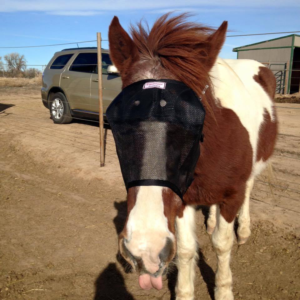 EquiVizor Fly Mask - Protective Pet Solutions