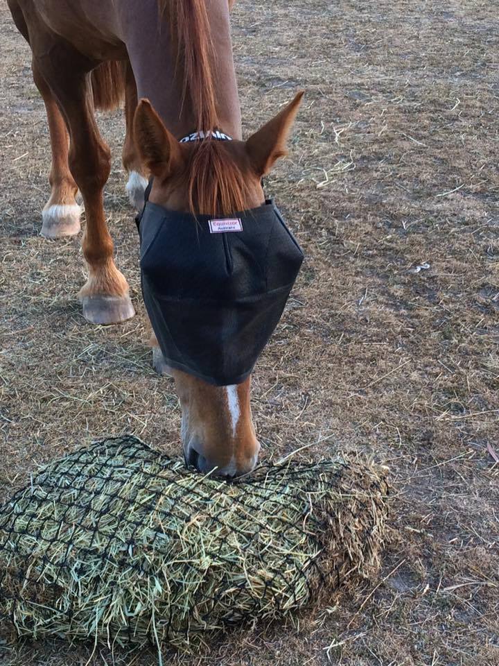 EquiVizor Fly Mask - Protective Pet Solutions