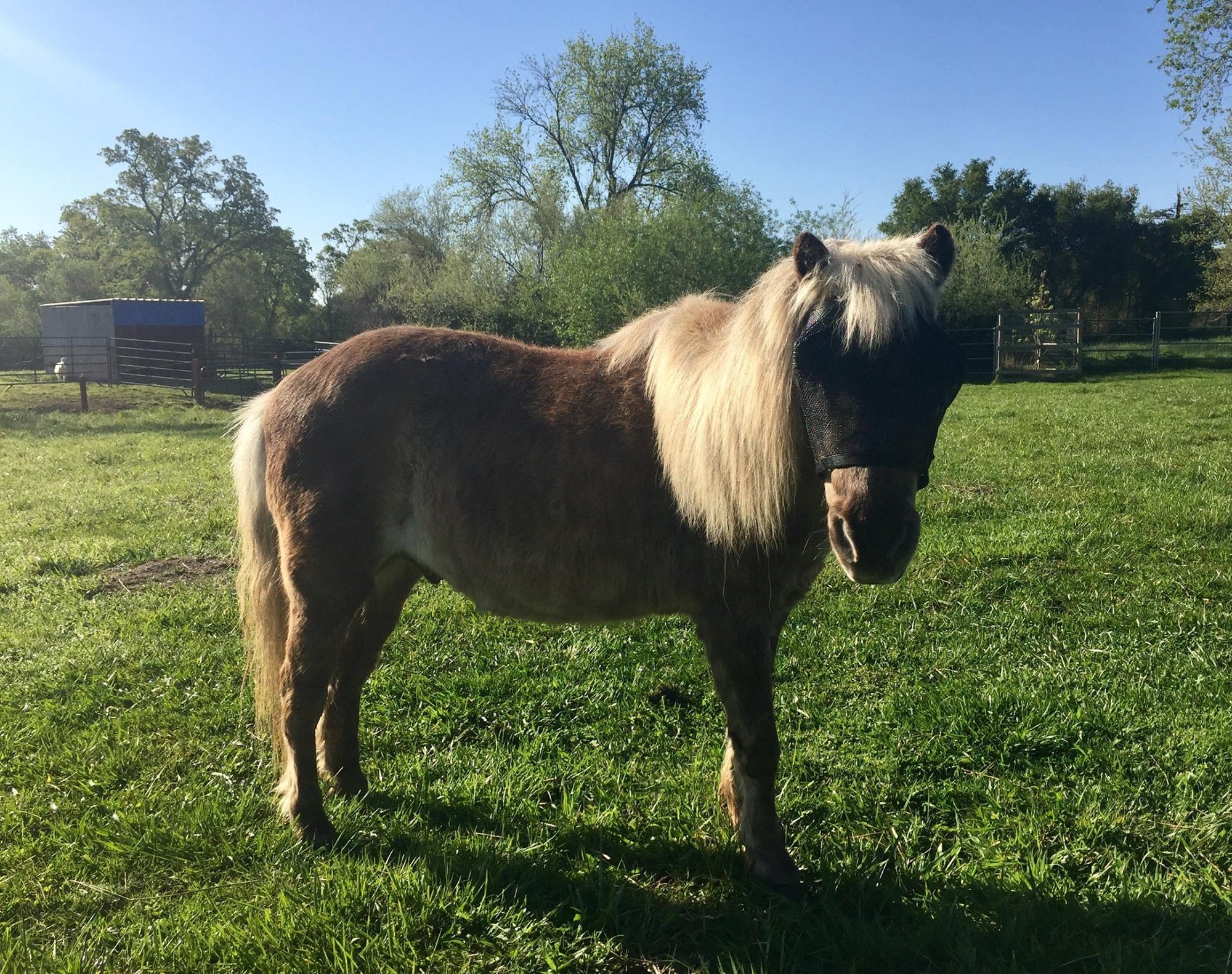 EquiVizor Fly Mask - Protective Pet Solutions