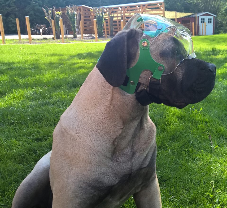 OptiVizor - Medical UV Eye Protection for Mastiffs 
