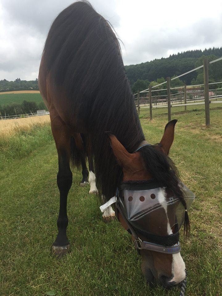 Recovery Vizor - Protective Pet Solutions