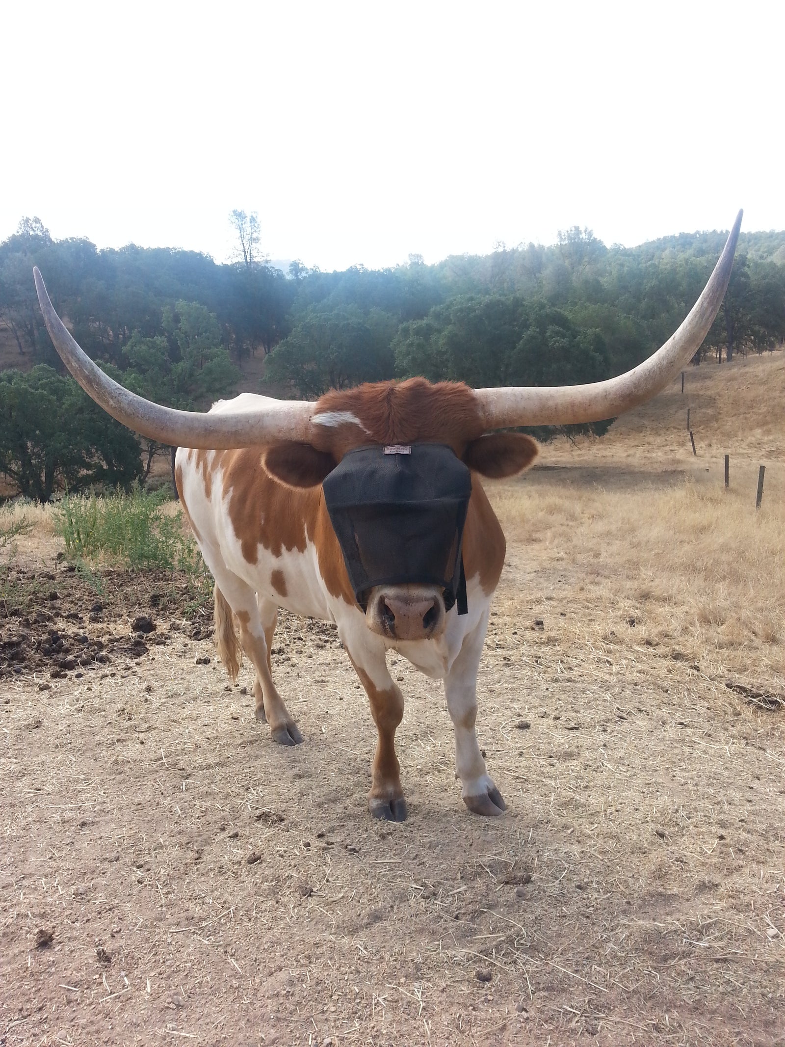 Rusty the longhorn steer wearing the EquiVizor Fly Mask