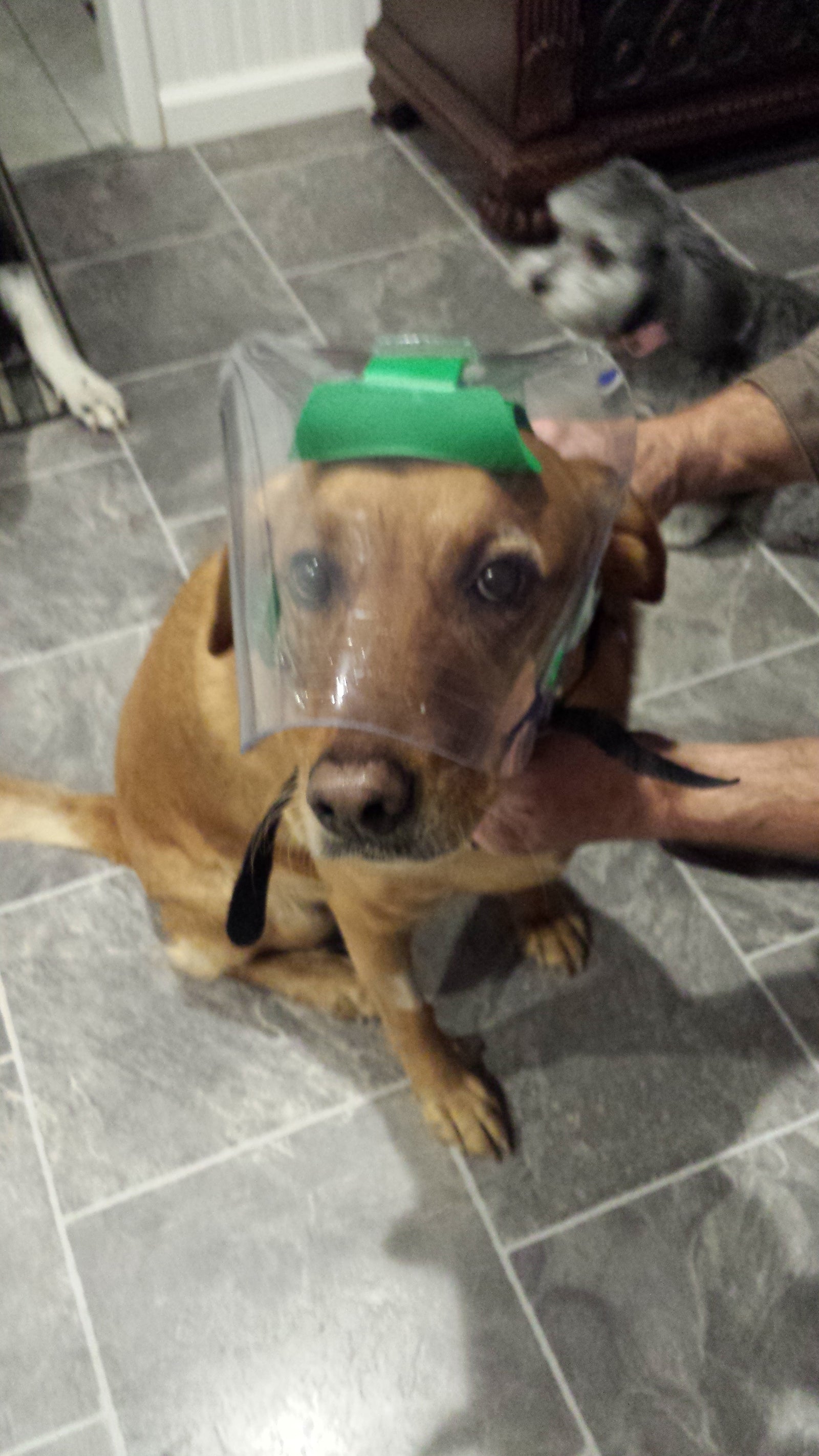 Protective Pet Solutions Medium Clear UV OptiVizor