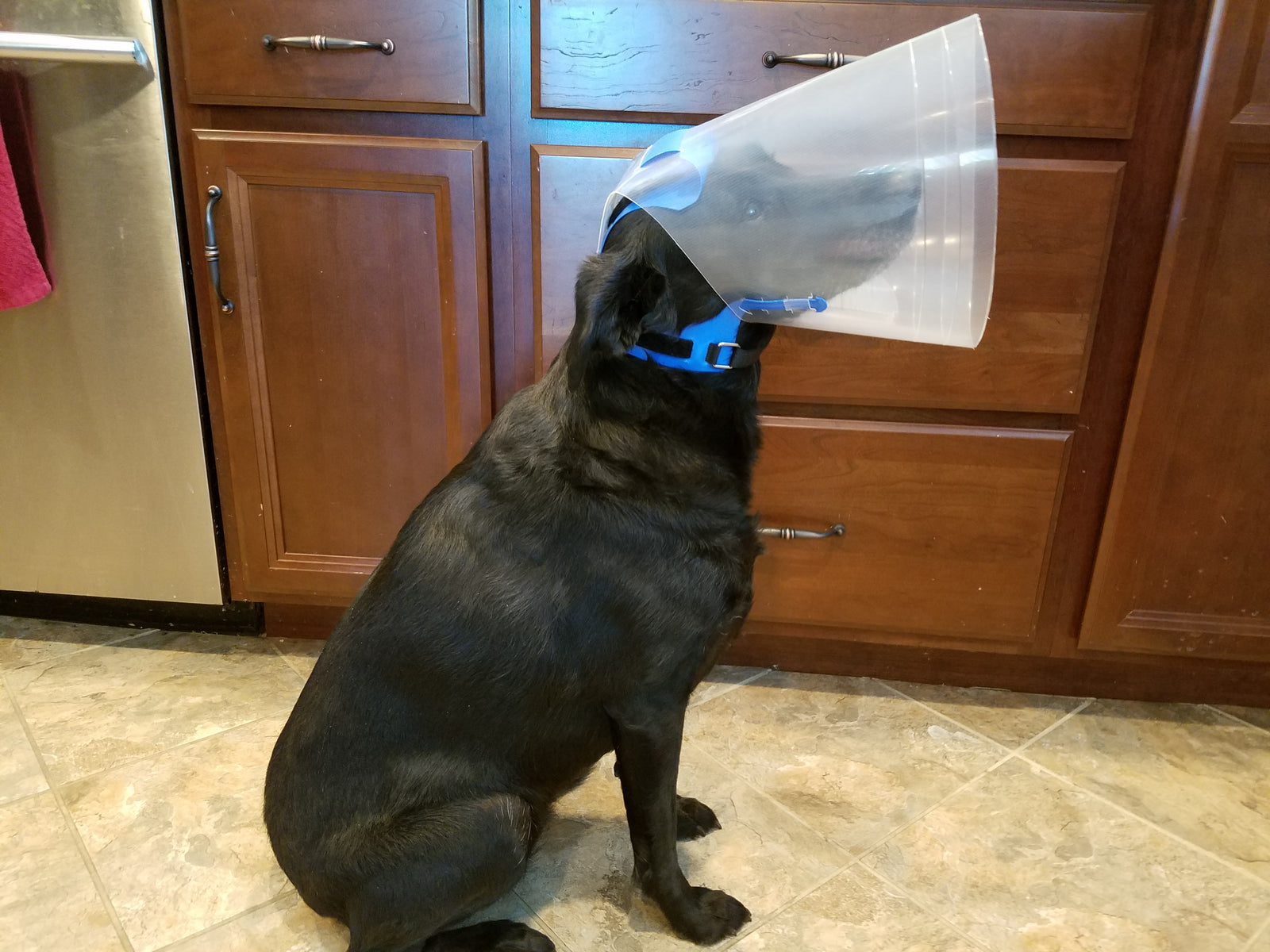 NovaGuard Recovery Collar for dogs and cats - superior alternative to the e-collar