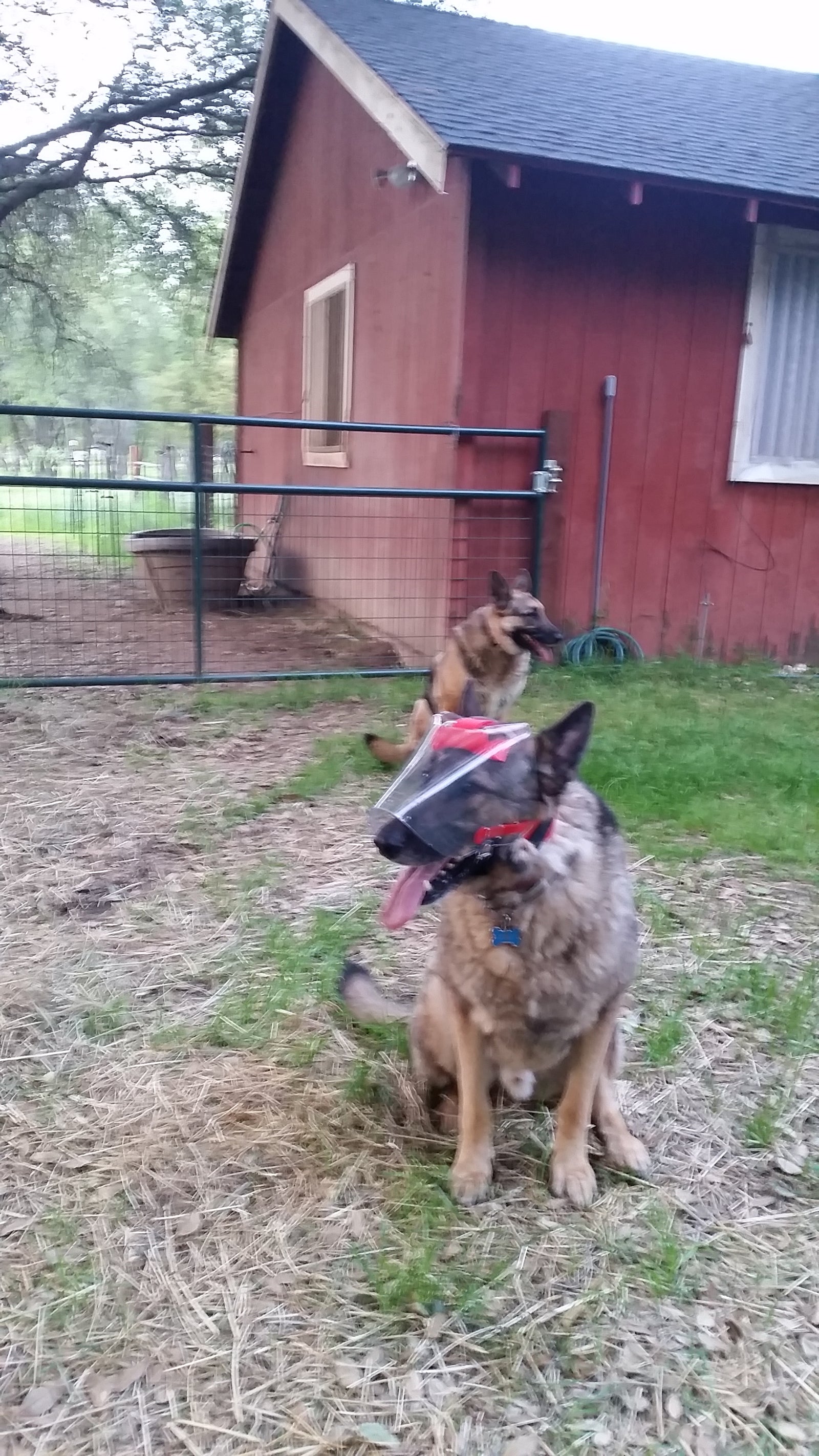 OptiVizor - Medical UV eye and face protection for German Shepherds