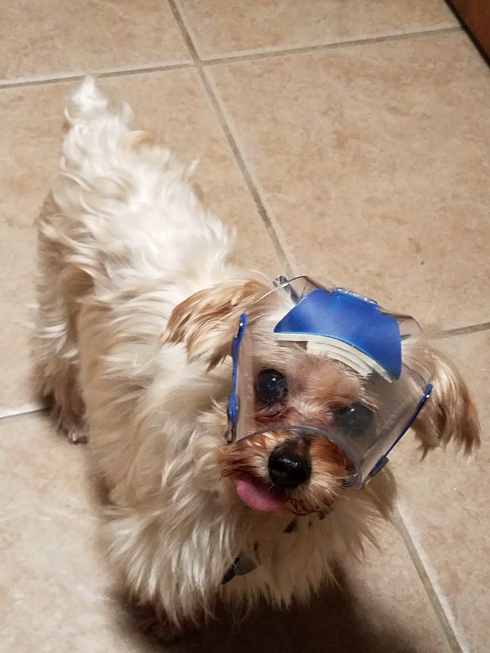 Mini Clear UV OptiVizor from Protective Pet Solutions