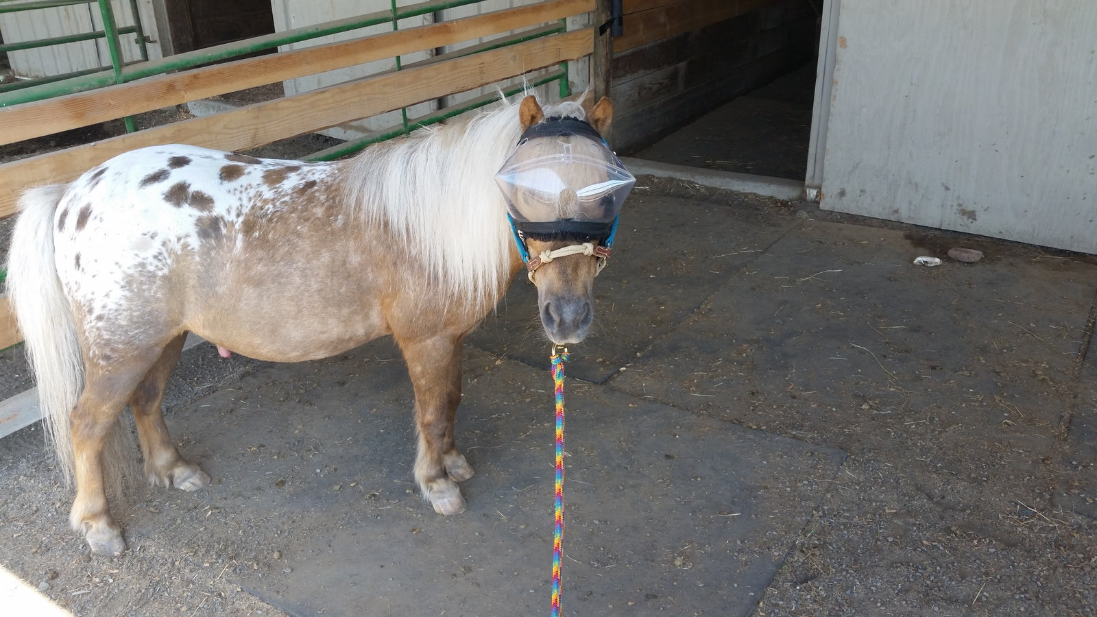 Recovery Vizor for Horses - Protective Pet Solutions