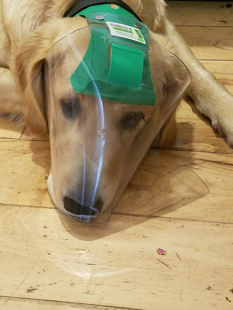 Medium Clear UV OptiVizor from Protective Pet Solutions