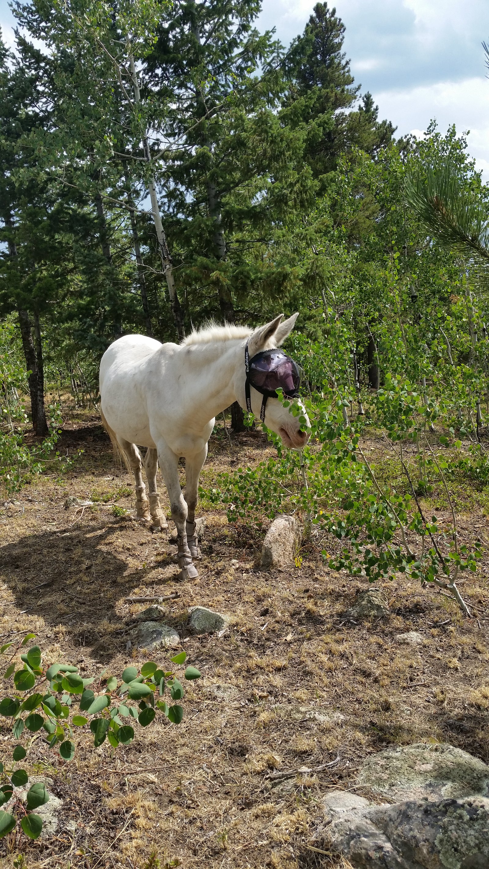 Mule in Recovery Vizor