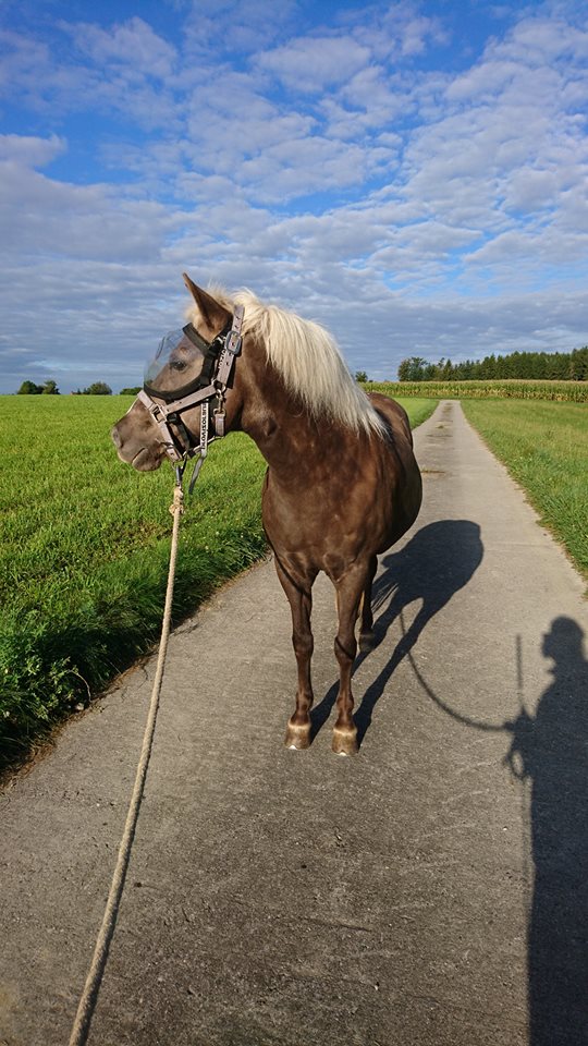 Recovery Vizor - UV Eye Protection for Horses