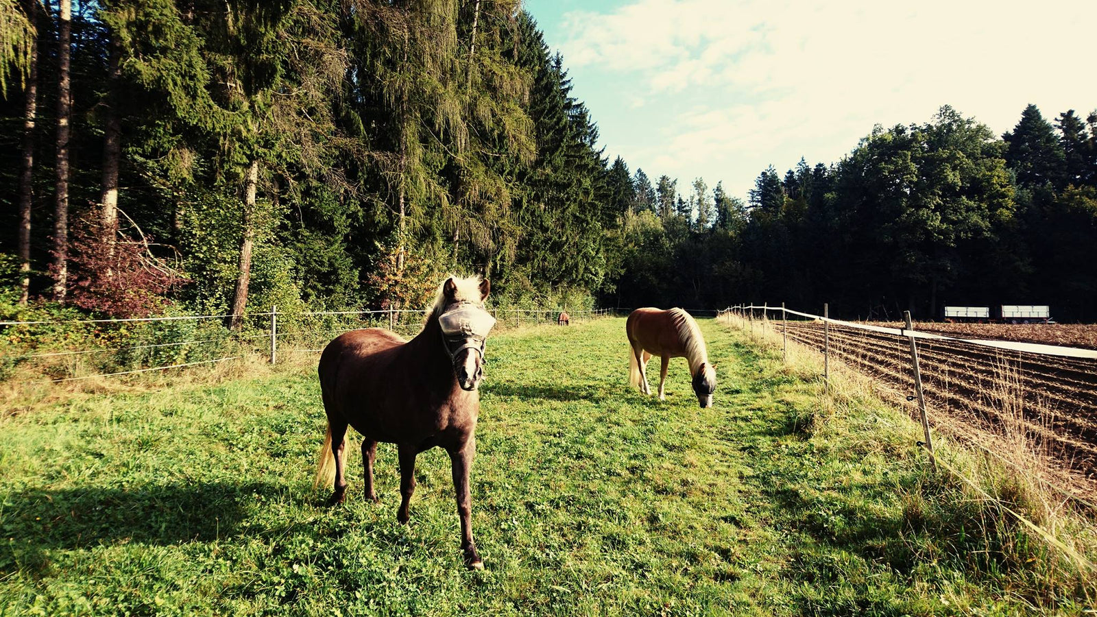 Recovery Vizor UV Eye Protection for Horses