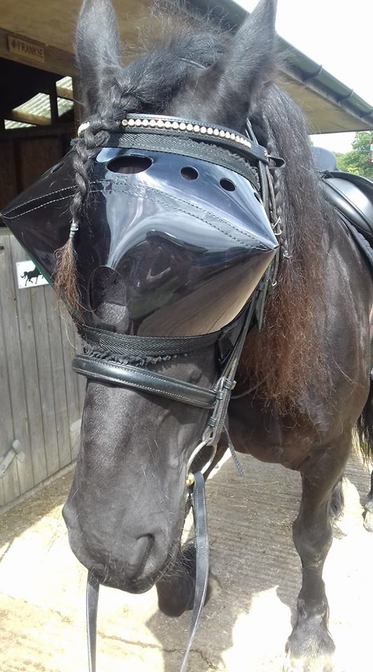 Riding in Recovery Vizor - dark UV tint eye protection for horses