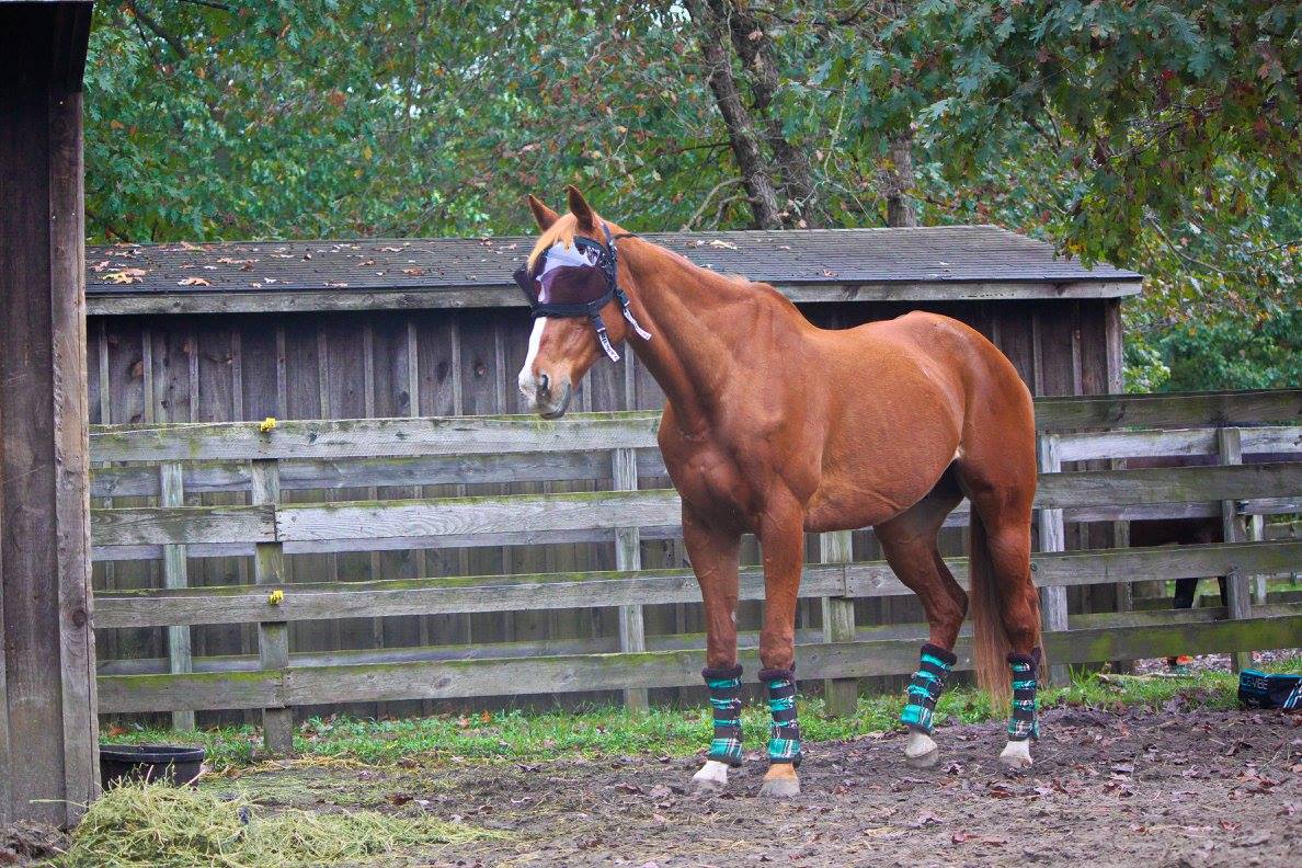 Recovery Vizor Dark UV Tint Eye Protection for Horses