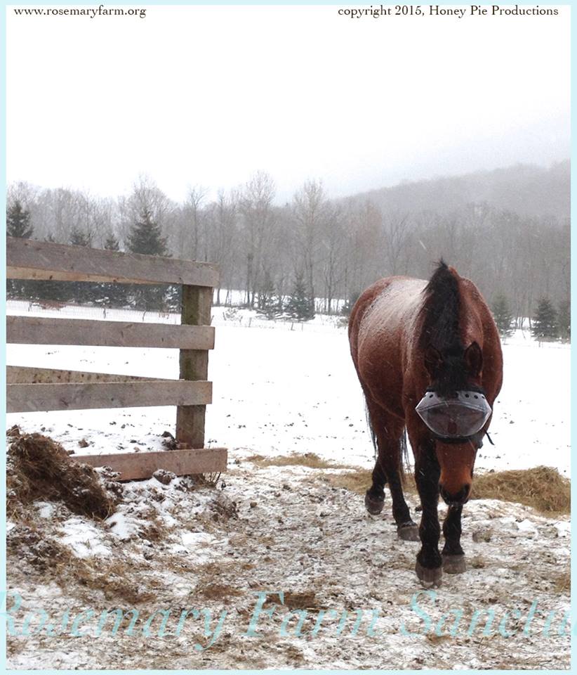 Recovery Vizor - Protective Pet Solutions