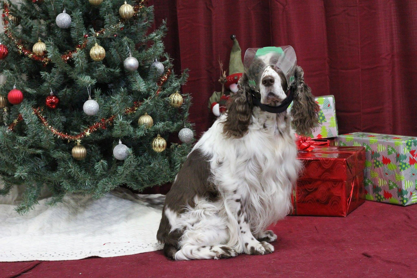 Optivizor - Medium Regular Snout Clear UV