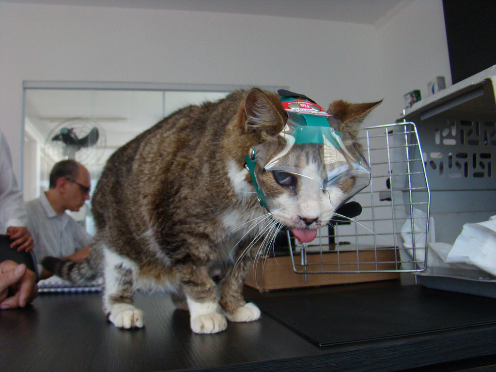 OptiVizor - Medical UV eye protection for cats