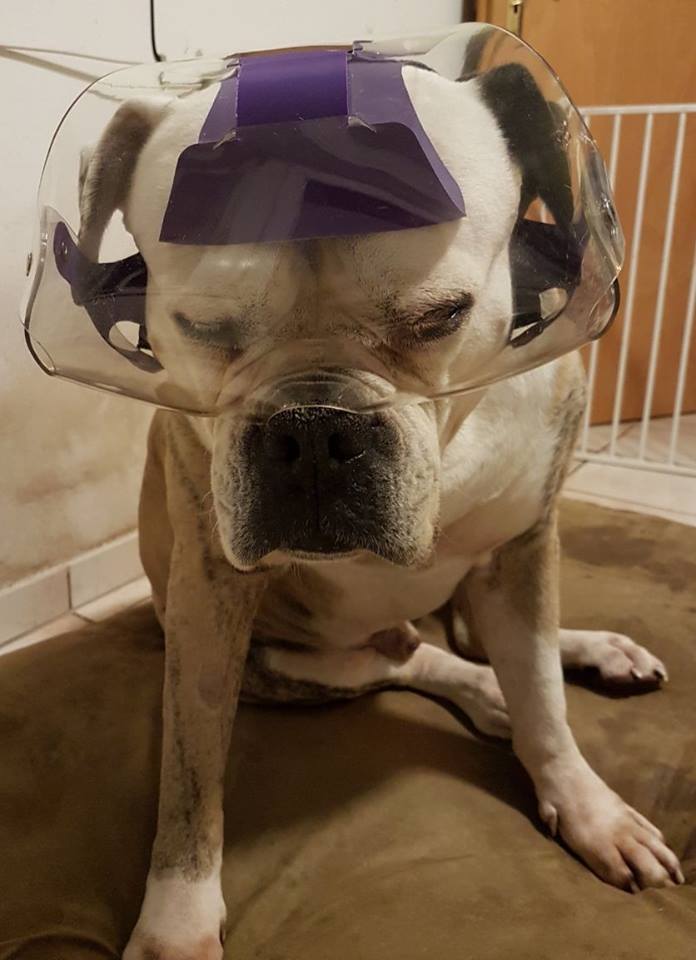 OptiVizor XL Short Snout