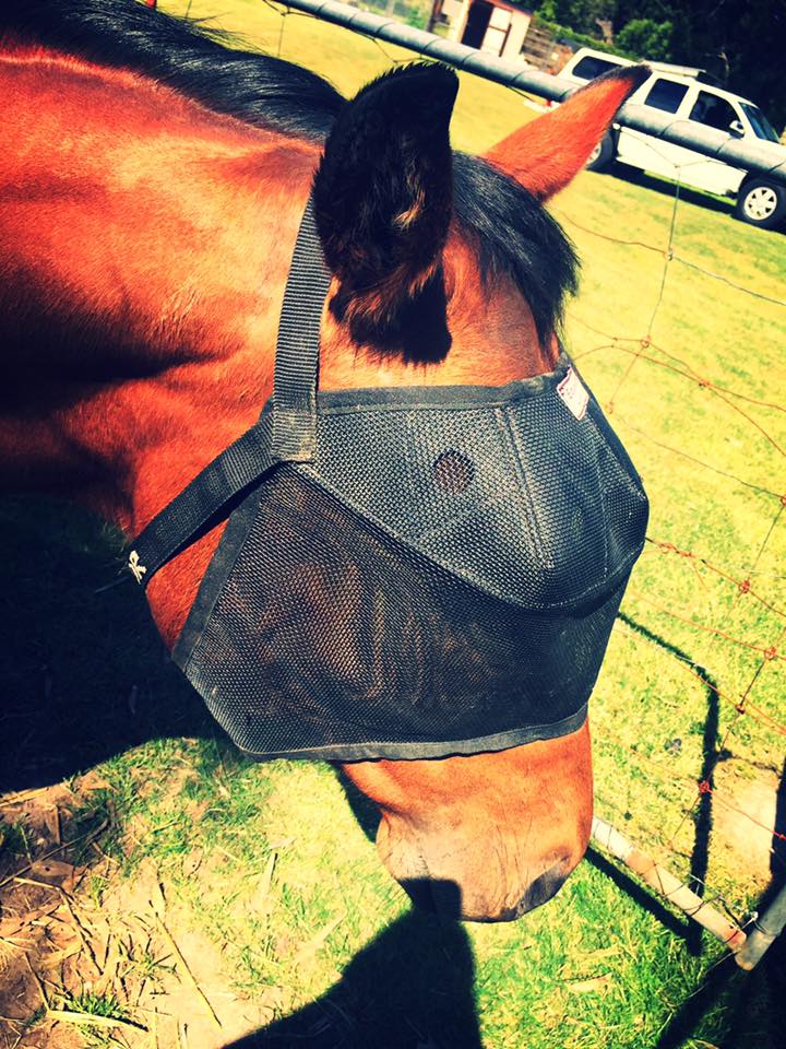 EquiVizor Fly Mask - Protective Pet Solutions