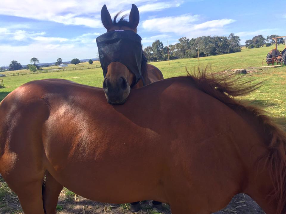 EquiVizor Fly Mask - Protective Pet Solutions